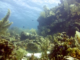 Reef IMG 7329